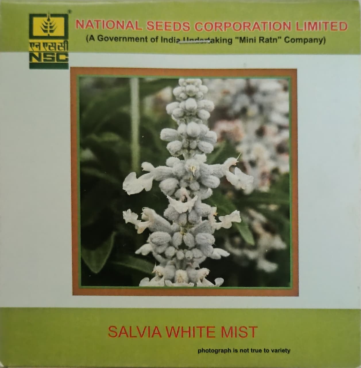 Salvia White Mist