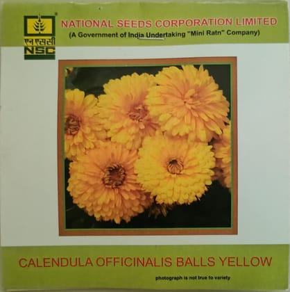 Calendula Officinalis Balls Yellow