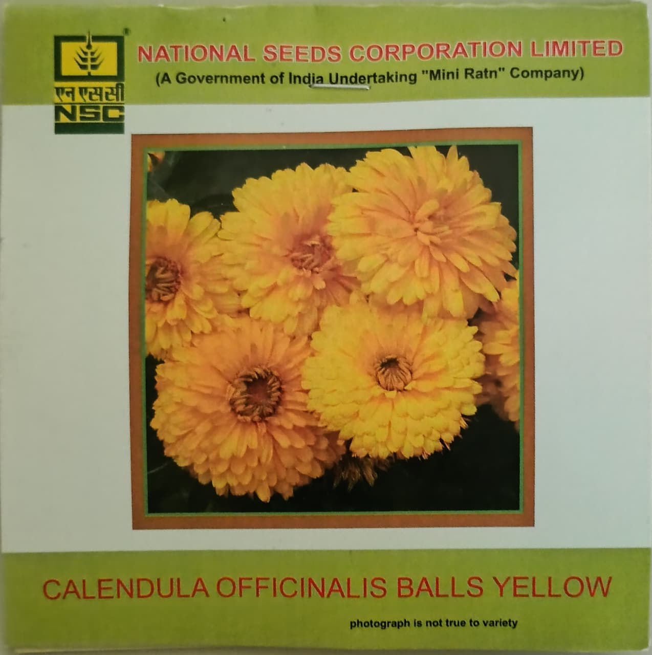 Calendula Officinalis Balls Yellow