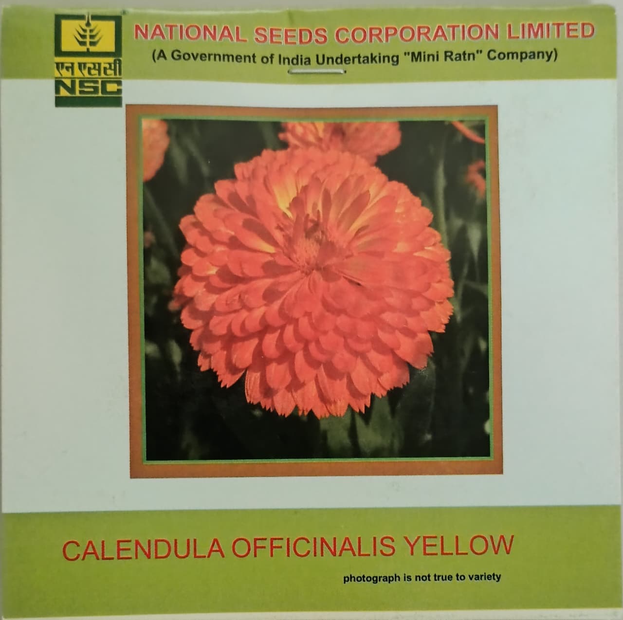 Calendula Officinalis Orange Gitana