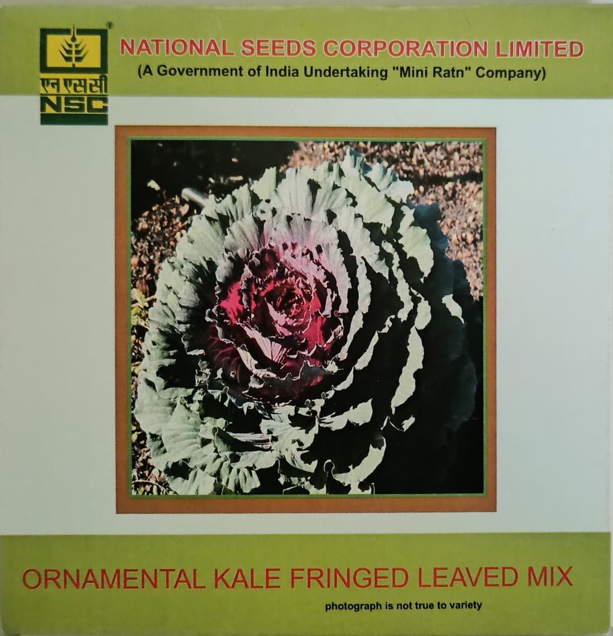 Ornamental Kale fringed Leaved Mix