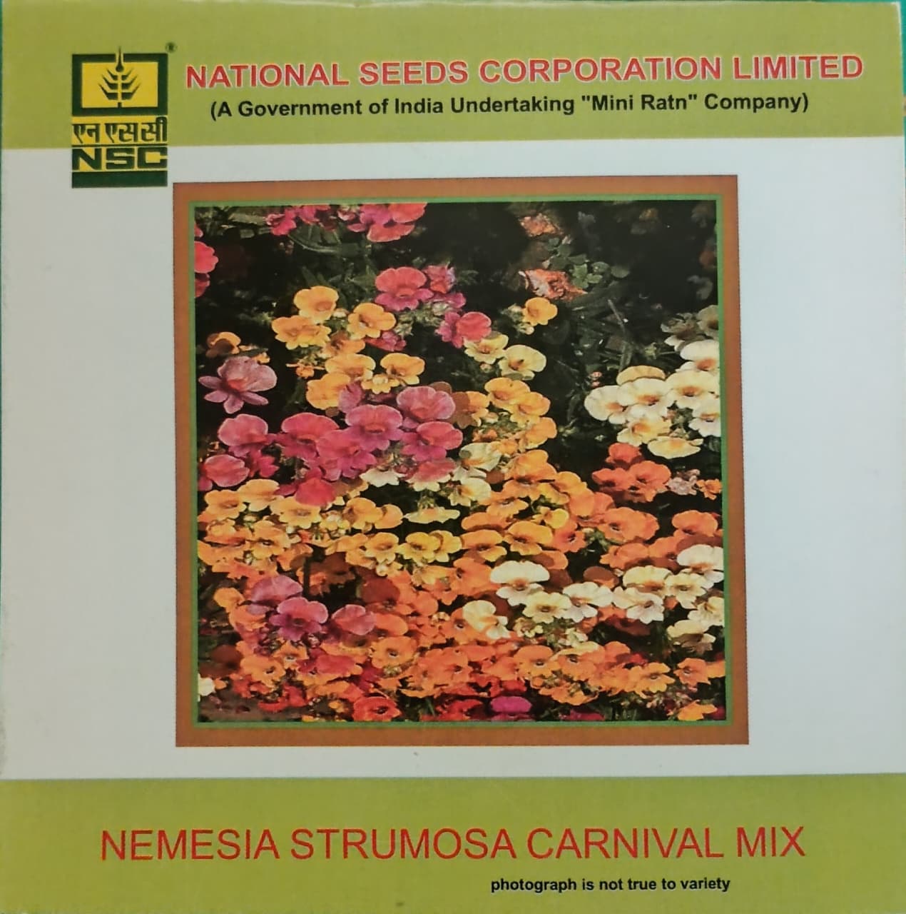 Nemesia Strumosa Carnival Mix