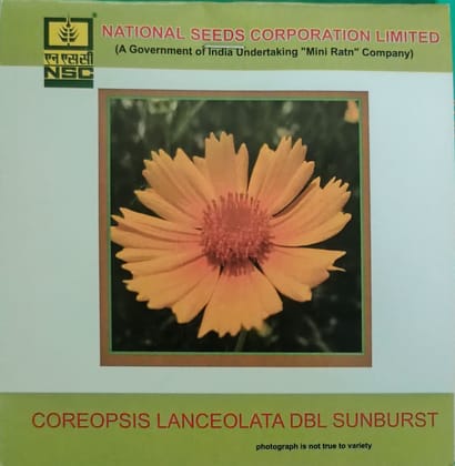 Coreopsis Lanceolata Dbl Sunburst