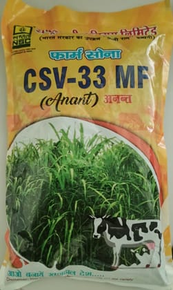 Forage Sorghum CSV-33 MF (Anant)