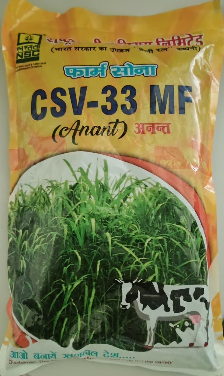 Forage Sorghum CSV-33 MF (Anant)