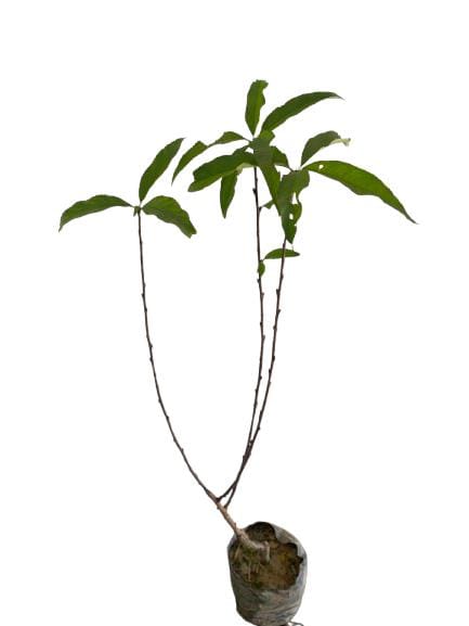 NSC Peach Shan-e-Punjab