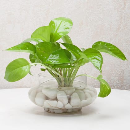 Divine Money Plant Terrarium