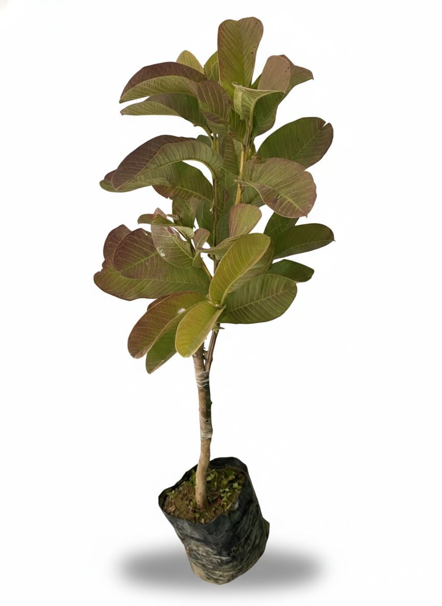 NSC Guava Hisar Safeda