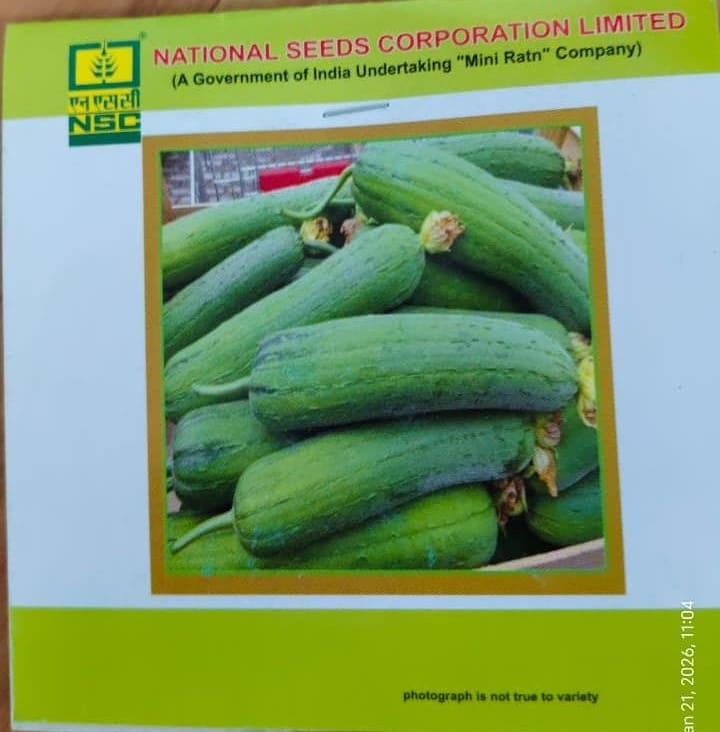 Sponge Gourd – Kashi Shreya