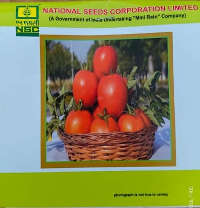 Tomato- Kashi Aman TL