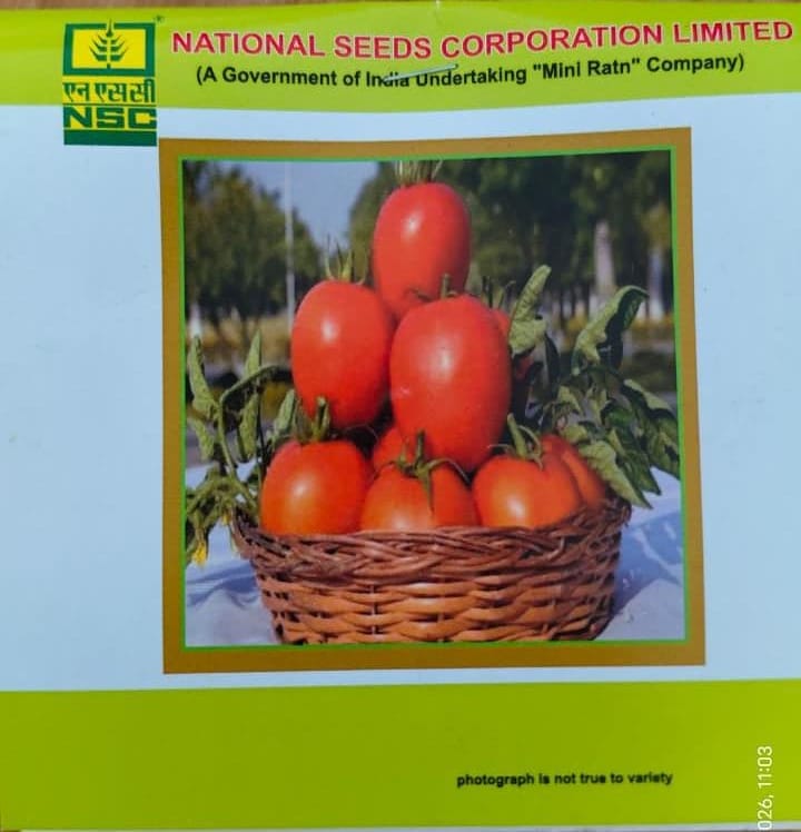 Tomato- Kashi Aman TL