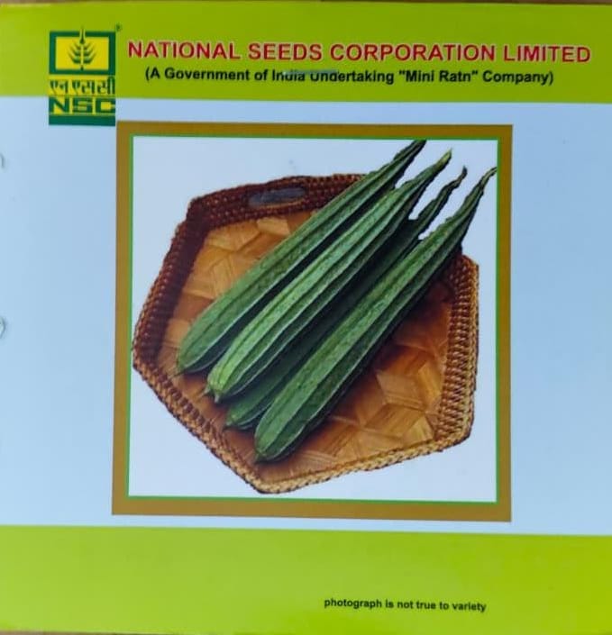 NSC RIDGEGOURD KASHI NANDA