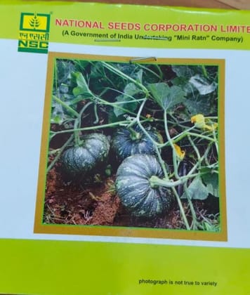 NSC – Pumpkin Kashi Harit (5 Gms Seeds)