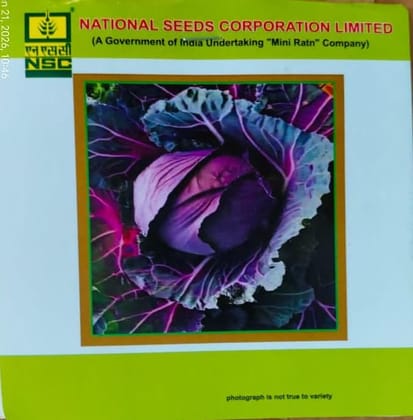 NSC Pusa Red Cabbage HYBRID-1 (1 GM)