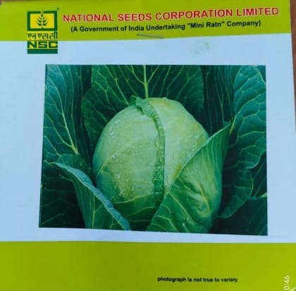 Cabbage – Golden Acre (TL)