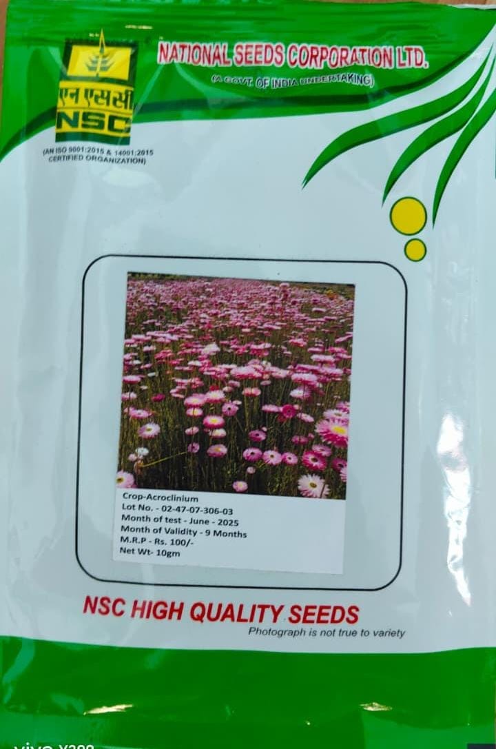 NSC – Acroclinium (10 Gms Seeds)
