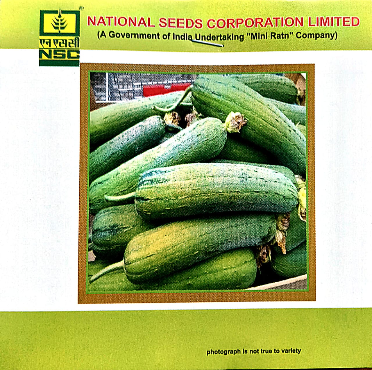 SPOUNG GOURD VARIETY-KASHI SHREYA