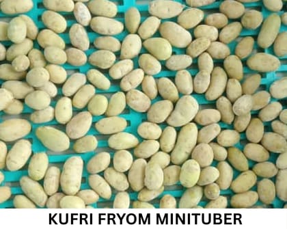 NSC Potato (Kufri FryoM Minitubers), 1 Kg (Bulb) Bag