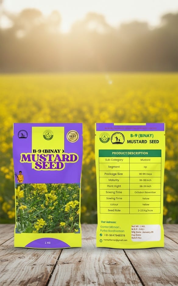 Premium Quality Musterd Seed