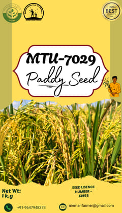 MTU-7029 Premium Paddy Seed - 1kg Pack, 100% Best Quality