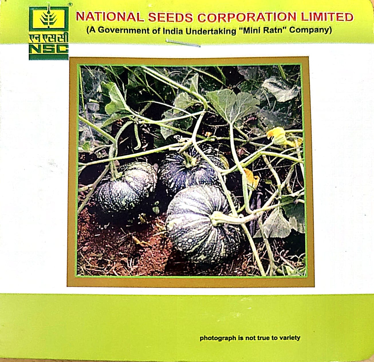 NSC_Pumpkin_Kashi Harit_5gm