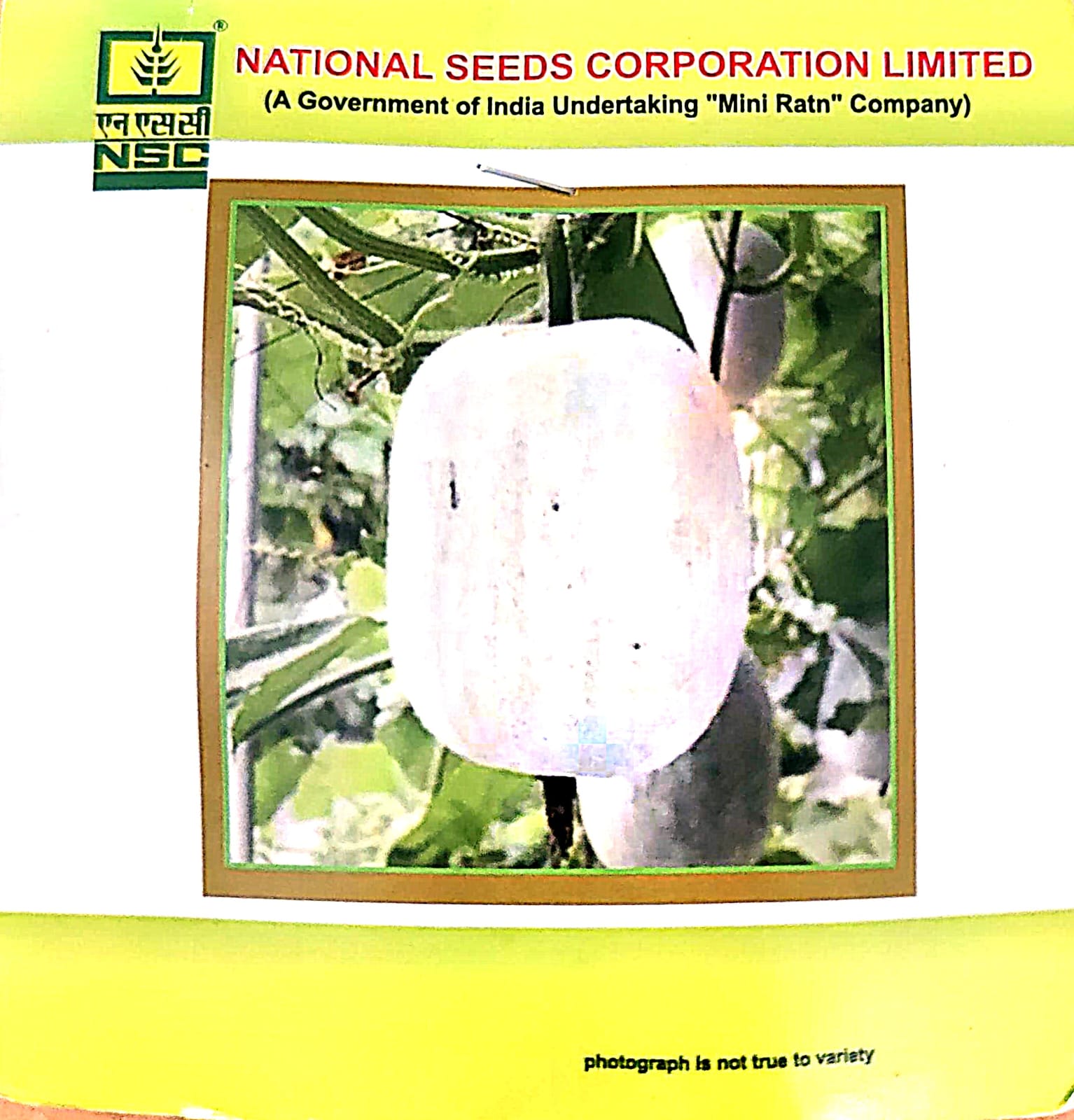 NSC_Ashgourd_ Kashi Dhawal_ 5gm