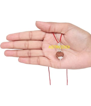 Astrodidi 7 Mukhi Rudraksha Java Indonesian Rudraksha Small Bead with Lab Report