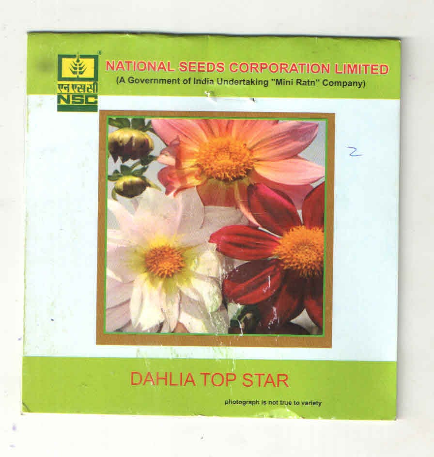 NSC Dahlia Top Star T/L