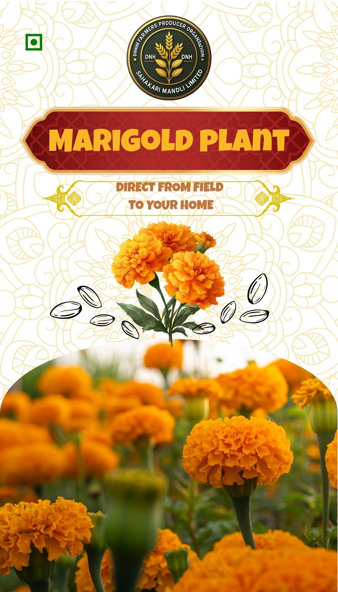 Marigold Plant - Fresh From Field (1plant)