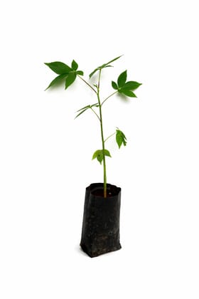 Ilavam Panju Maram Live Plant Sapling | Kapok Tree | Silk Cotton Tree (Ceiba pentandra)