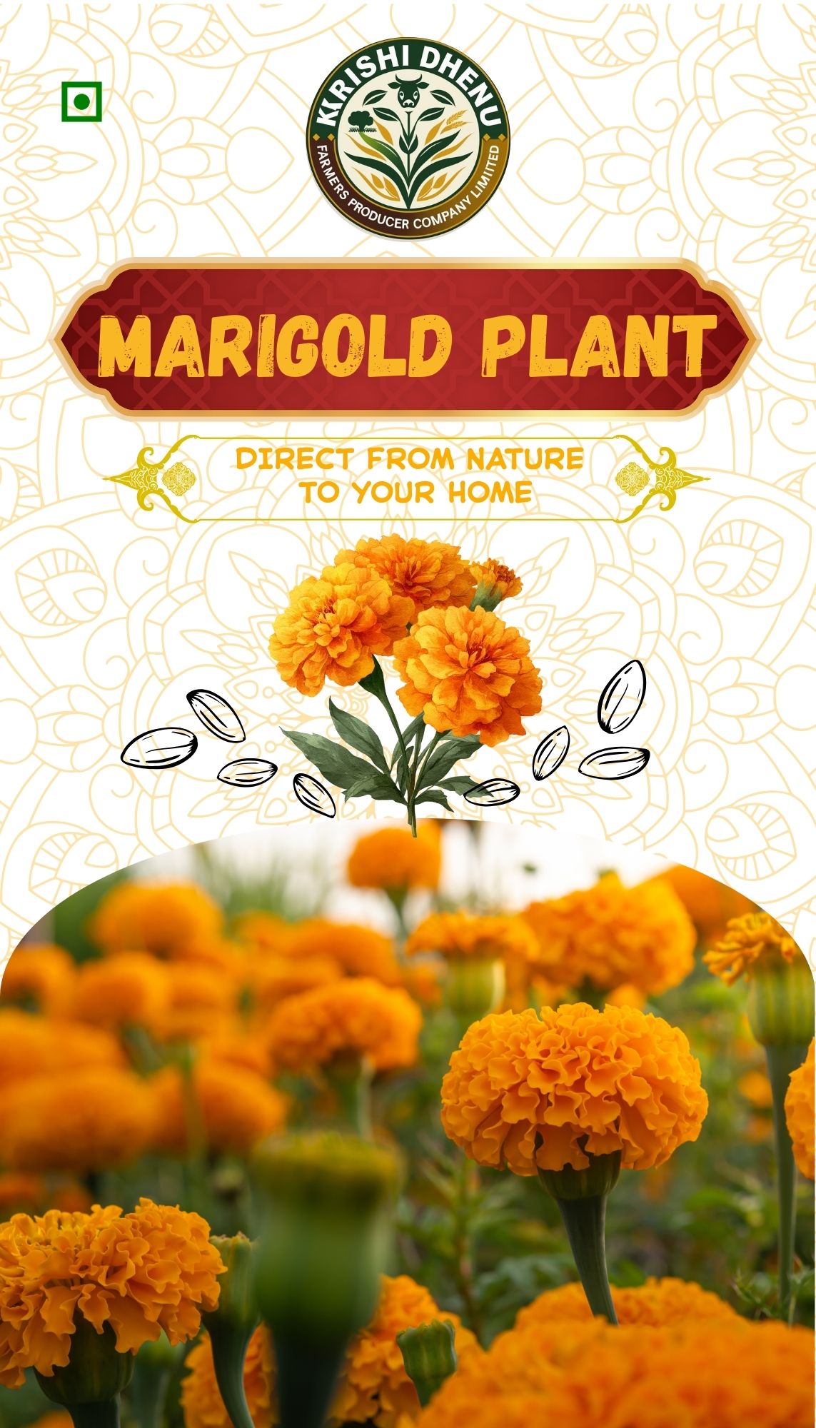 Marigold Plant by Krishi Dhenu - 1pc