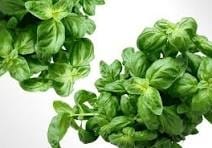Basil Leaf Hydrosol