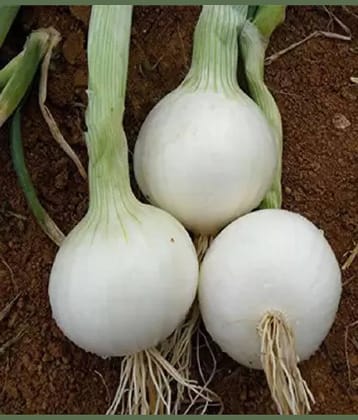 LiveNature White Pyaaj Seeds | White Onion Vegetable Plant Seeds | Best For Home Garden & Terrace – Pack of 100 Seeds