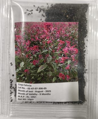 NSC Celocia Flower Seed