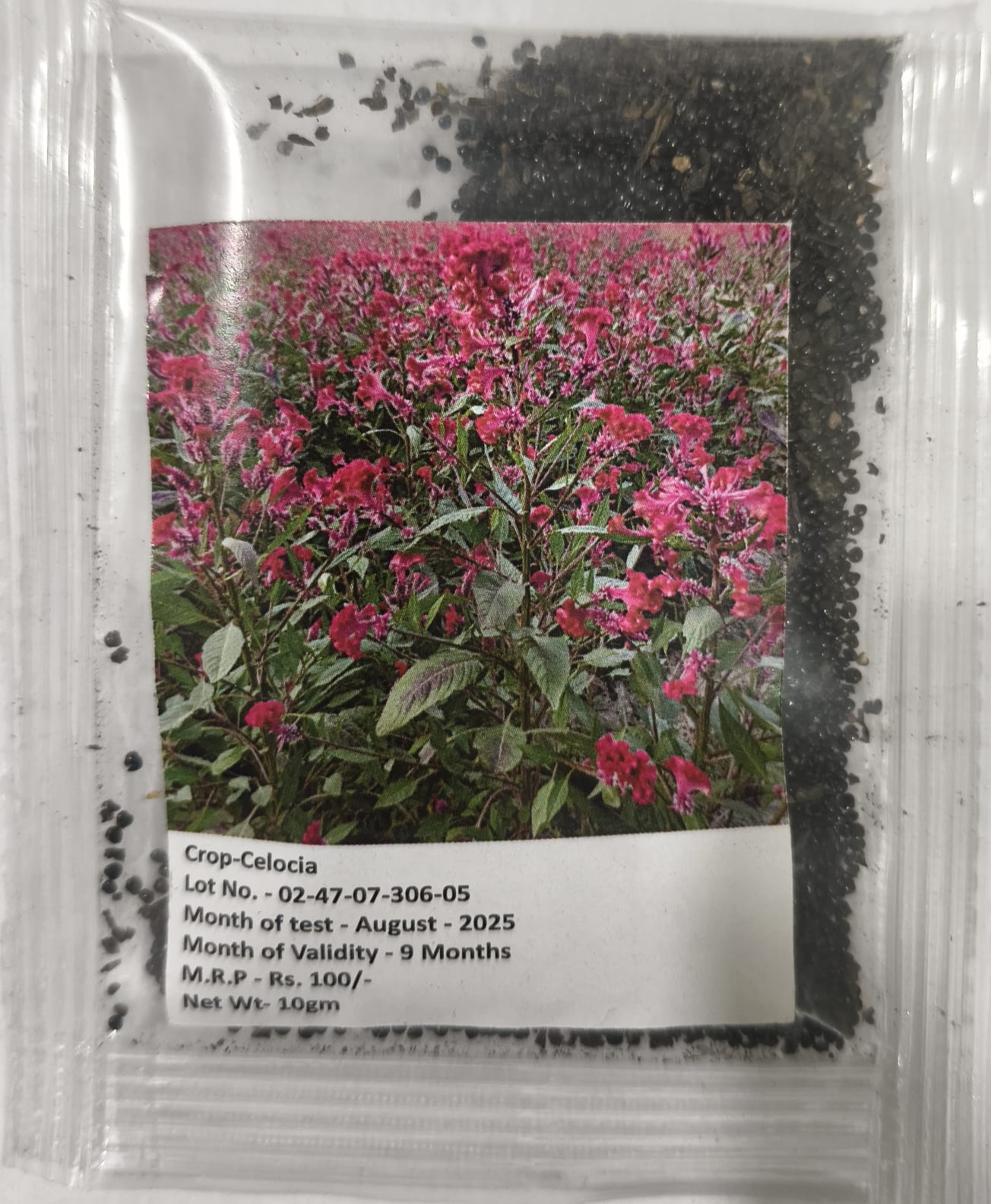 NSC Celocia Flower Seed