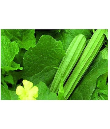 Ridge Gourd Organic Vegetable Seeds- 20+ Seeds | With Instruction Manual