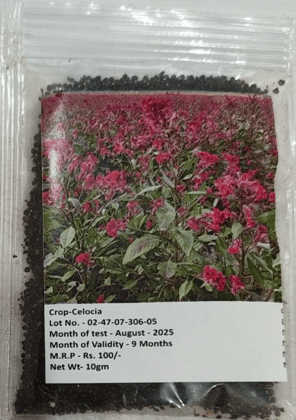 Celocia Flower Seeds 10gm
