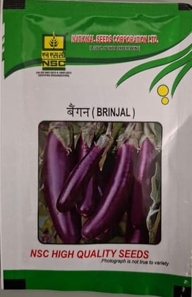NSC High Quality Brinjal Seeds
