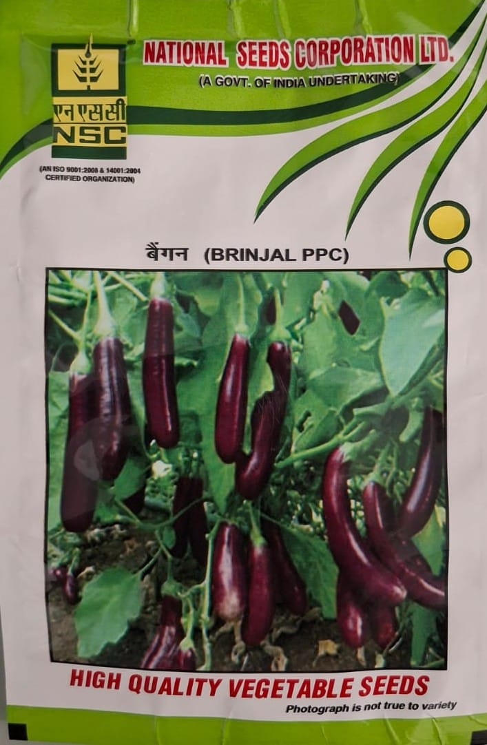 NSC Brinjal PPC High-Quality Vegetable Seeds