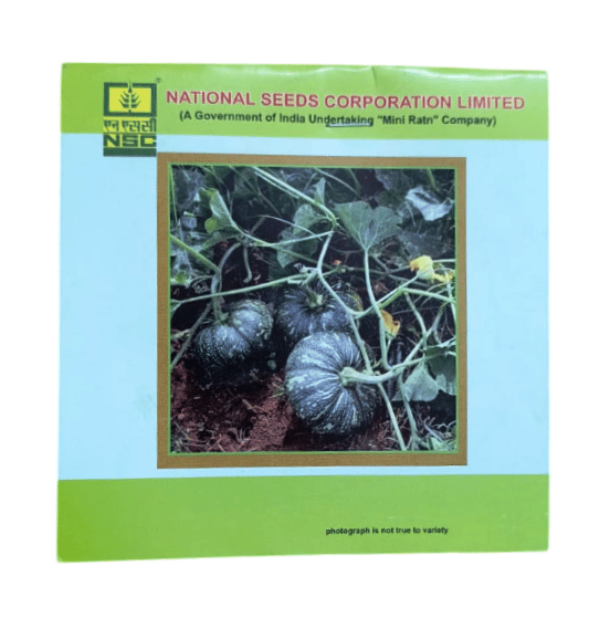 NSC Pumpkin- Kashi Harit