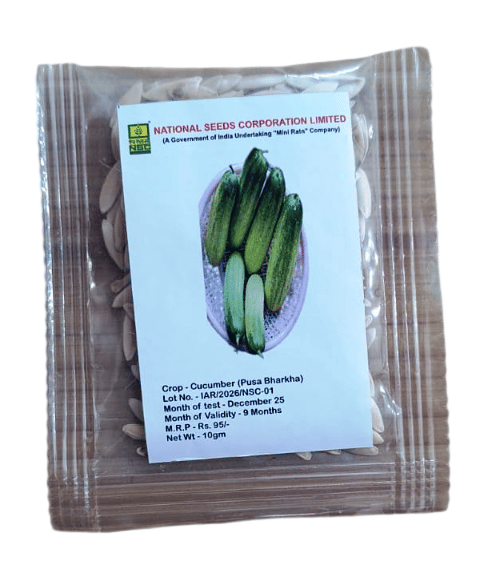 NSC Cucumber- Pusa Barkha