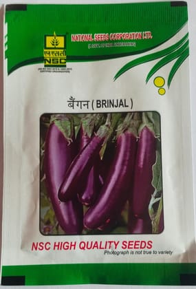 NSC High Quality Brinjal Seeds