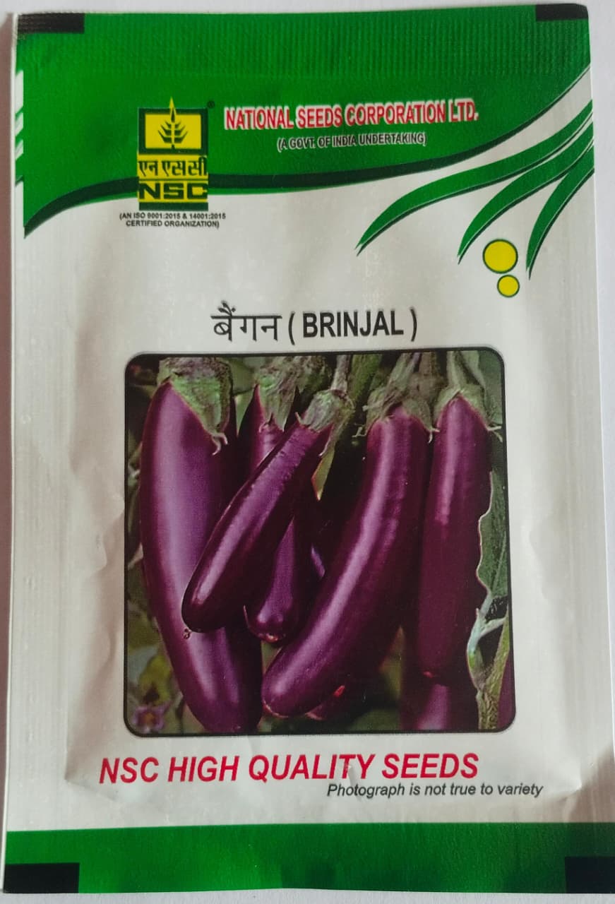 NSC High Quality Brinjal Seeds