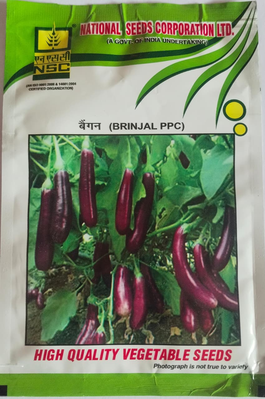 NSC Brinjal PPC High-Quality Vegetable Seeds