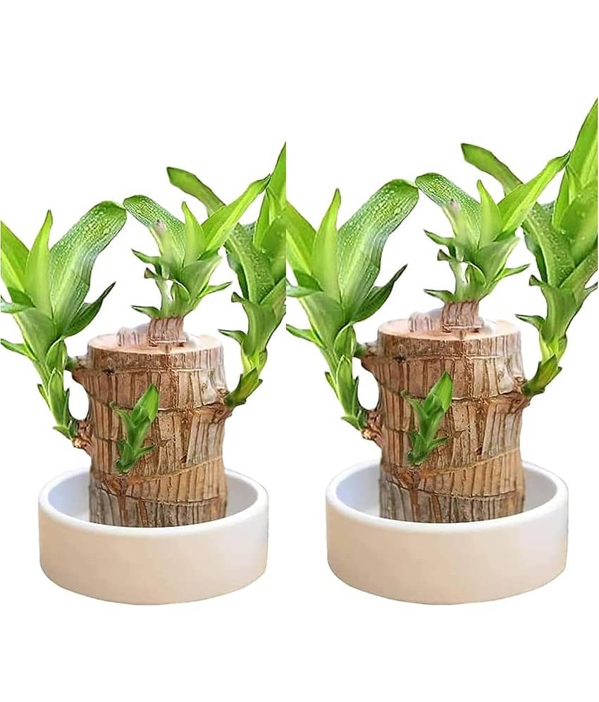 Dishita Go Green - Lucky Brazilian Wood Bamboo –Pack of 2 , Indoor Feng Shui Plant for Living Room | Air Purifying, Low Maintenance, Good Luck Home Decor