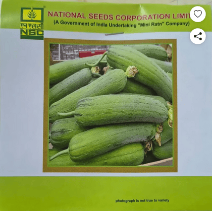NSC Sponge gourd Kashi Shreya,5 gm 