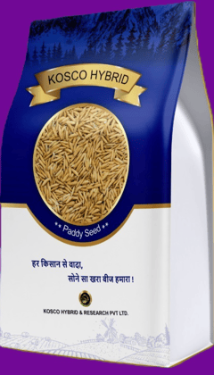 PB 1885 Basmati Paddy Seed – High Yield Variety | Kosco Hybrid