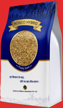 PB 1886 Basmati Paddy Seed – High Yield Variety | Kosco Hybrid