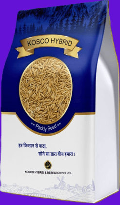 PB 1979 Basmati Paddy Seed – High Yield Variety | Kosco Hybrid