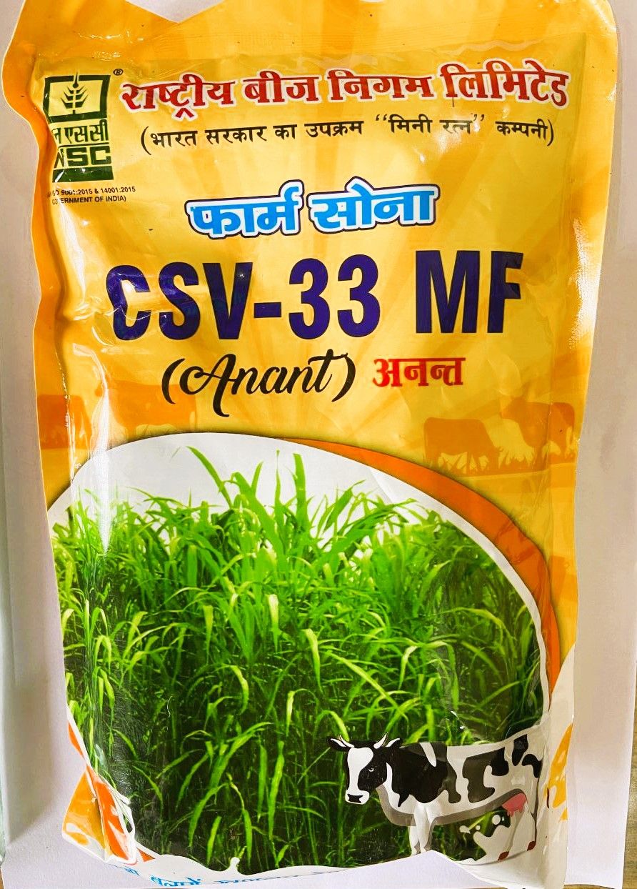 NSC Fodder Sorghum CSV-33 MF (Anant) variety, 500 gram Truthful Labelled Seed
